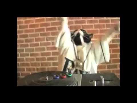 Photo of DJ Kitty Official Video