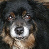 Photo of Schronisko Dla Zwierząt w Raciborzu