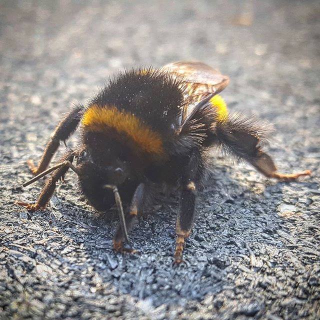 Photo of BLACK&YELLOW  #elpolakologoonmato  #pusz…