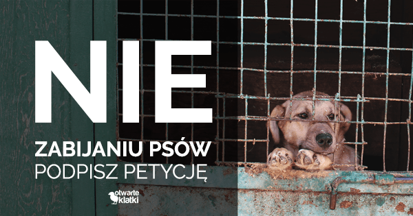 Photo of Bezdomne psy są trute przed Mundialem! | Otwarte Klatki