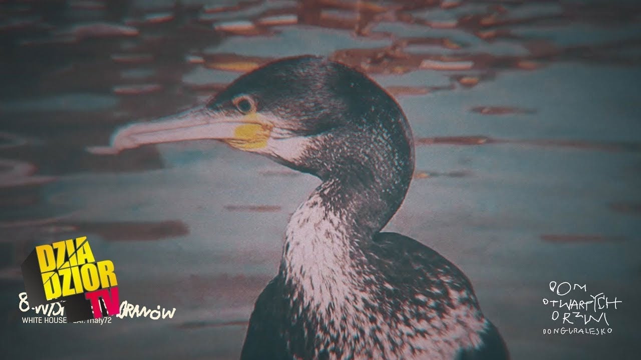 Photo of donGURALesko – Wyspa Kormoranów (prod. White House feat. mały72, skr. Dj Kostek) [MASH UP by Lolek]