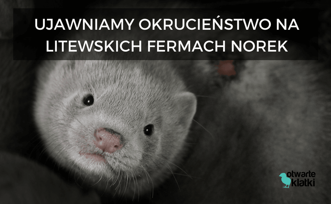 Photo of Szokujące wyniki śledztwa na litewskich fermach norek – Otwarte Klatki