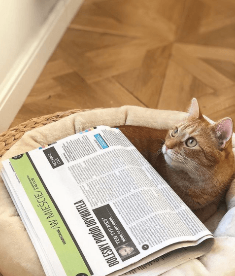 Photo of To miało być zdjęcie pt. „nawet mój kot …