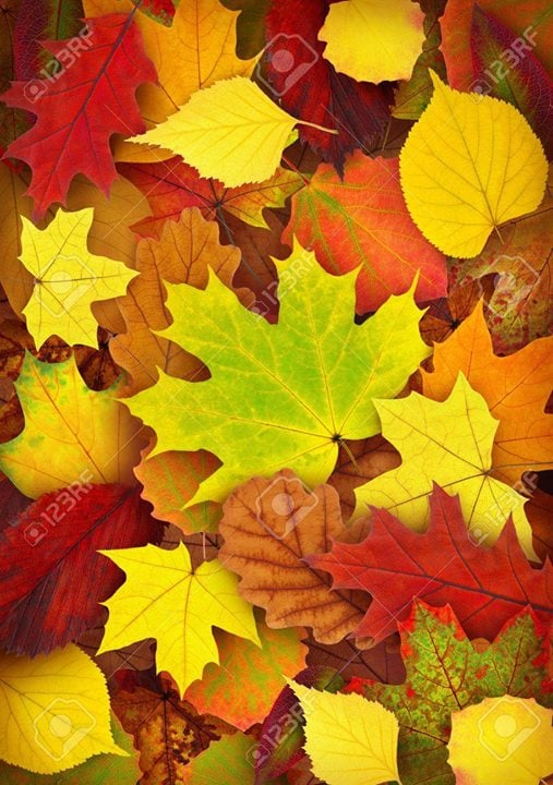 Photo of Złote, żółte i czerwone
opadają liście z…