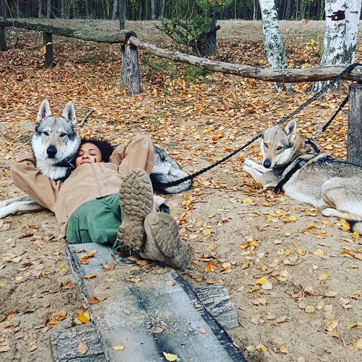 Photo of Moja samica alfa i nasze wilki ;) chwila…