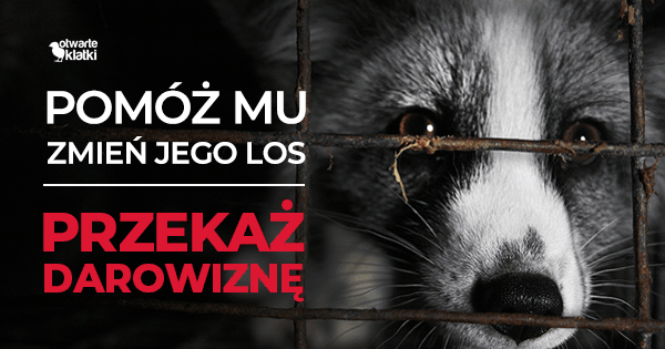 Photo of Przekaż darowiznę – Otwarte Klatki