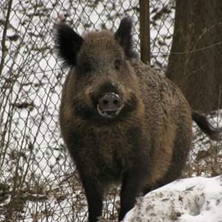 Photo of BOOM!  Dziś Międzynarodowy Dzień Dokarmi…