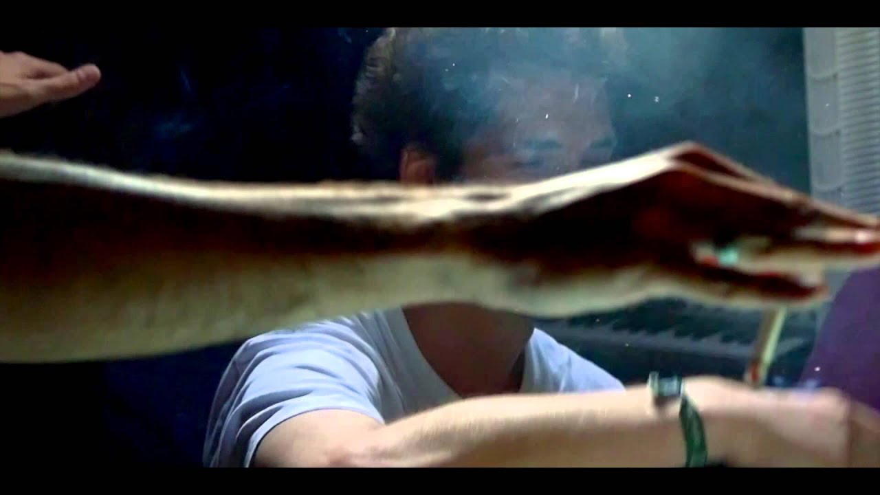 Photo of Panda Dub feat Tetra Hydro K /// vocal Troy Berkley /// Fogata sounds