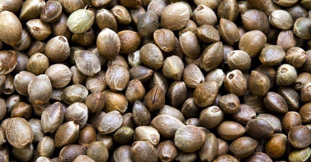 Photo of Pestki #tiwjoints już u Nas 
 Zapraszamy…