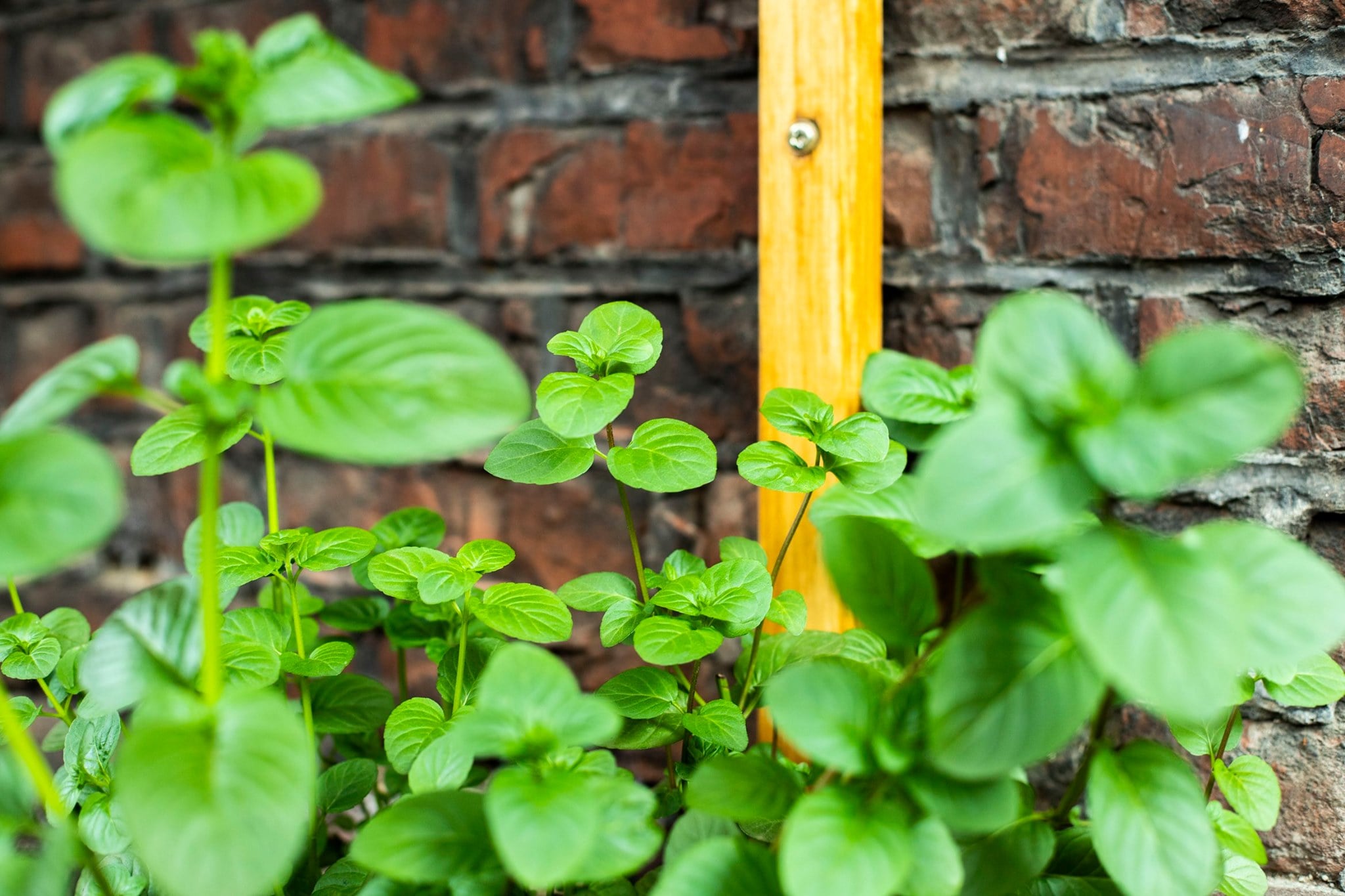 Photo of Wiecie, że najlepsze Mojito w mieście, …