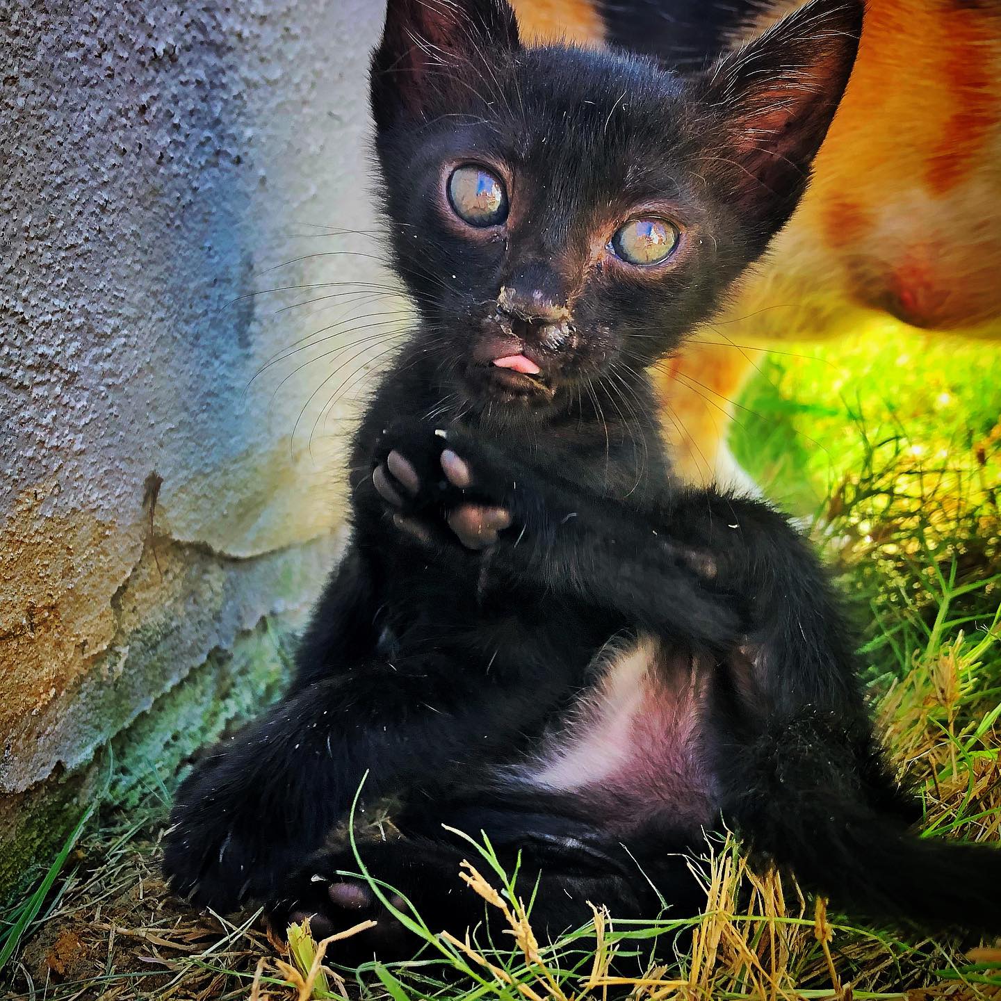 Photo of MOJ ZIOMEK II – DIABEL #miauuu