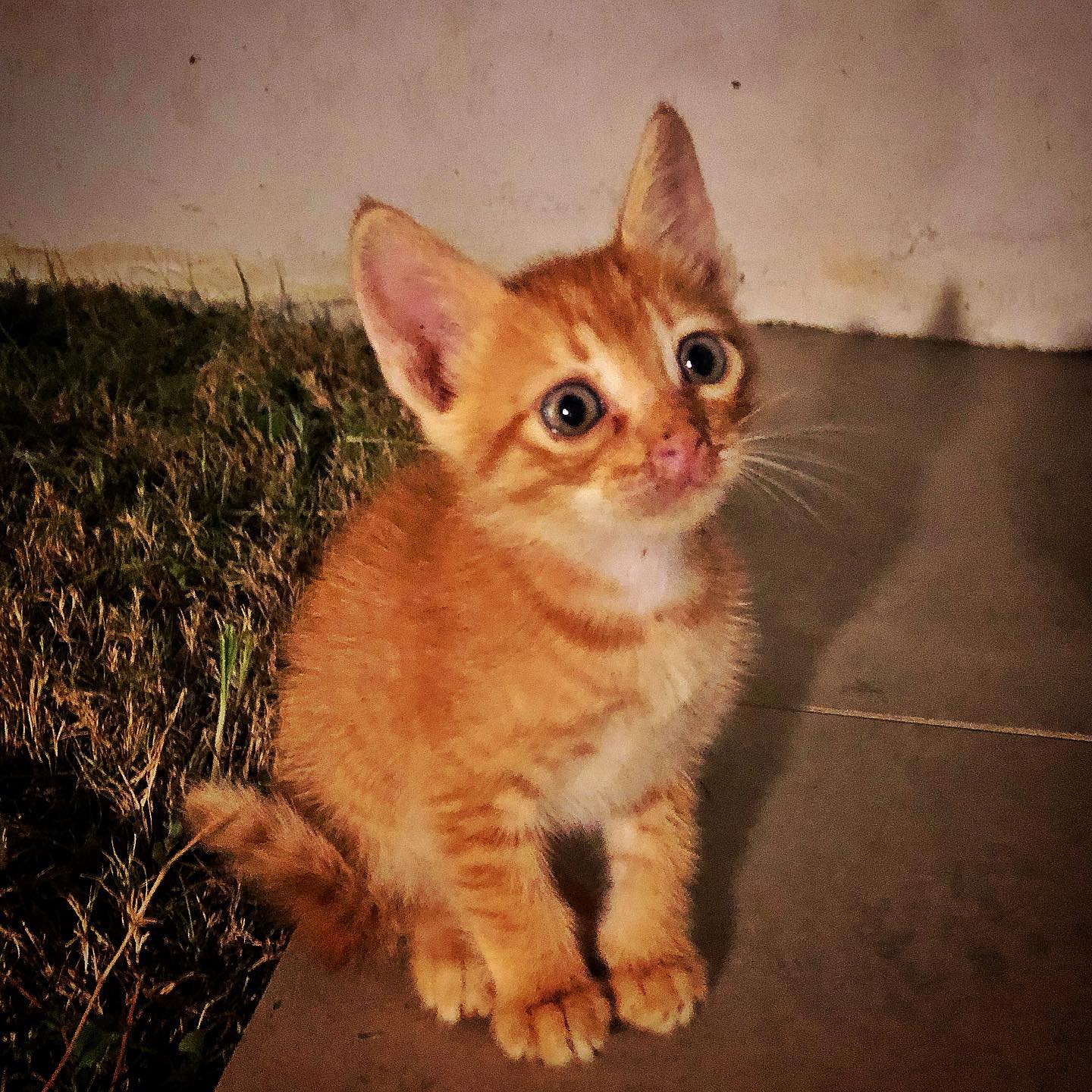 Photo of MOJ ZIOMEK  #miauuu !!!