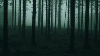 Photo of Łąki Łan – LASS