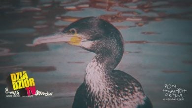 Photo of donGURALesko – Wyspa Kormoranów (prod. White House feat. mały72, skr. Dj Kostek) [MASH UP by Lolek]