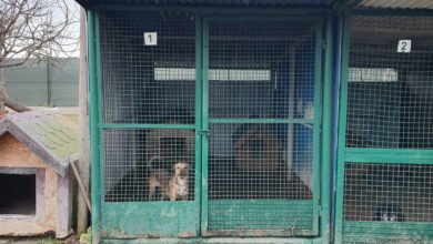 Photo of Daj piątaka na Boguchwalskiego Psiaka | zrzutka.pl