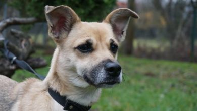 Photo of Wraz z początkiem nowego tygodnia rozpoc…