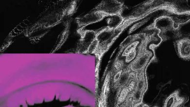 Photo of Obejrzyj Magenta Tour