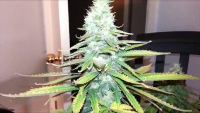 Photo of Guma SRC Daje Ci Najlepszy Towar