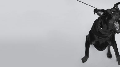 Photo of O.S.T.R. – Lęk wysokości – prod. O.S.T.R.