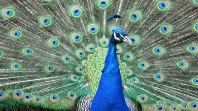 Photo of Johan´s B-day w/MikkiM&Coltcha United&Nuff Sensi Music