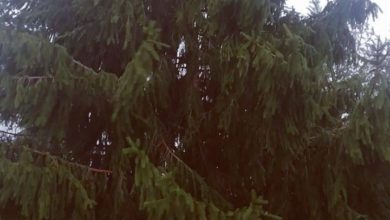 Photo of Obejrzyj film