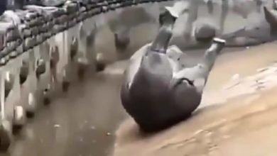 Photo of Obejrzyj Praca wre