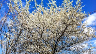 Photo of „TRYUMFY   KRÓLA NIEBIESKIEEEGO!”