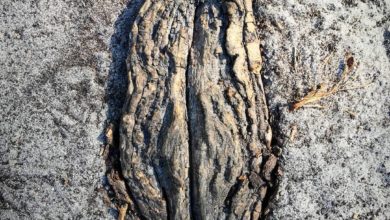 Photo of Tymczasem w lesie
#lichonieśpi