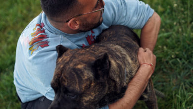 Photo of Ostry cień mgły