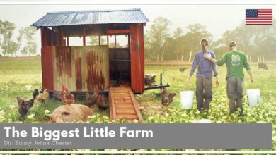 Photo of 3. Kraków Green Film Festival na finiszu…