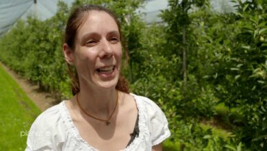 Photo of Andreas Ewels – WORLD WITHOUT INSECTS ( trailer )