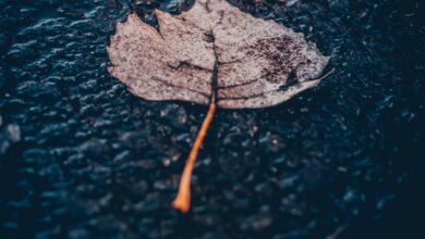 Photo of Pogoda dzisiaj iście jesienna Do ogródk…