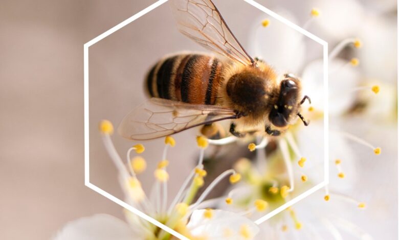 Photo of Ile pszczół mieszka w ulu? Czy w mogą by…