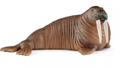 Photo of KTO JUŻ PO MORSOWANKU?