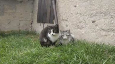 Photo of Klincz i Urszula Koty