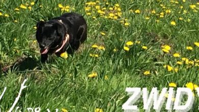 Photo of Niedziela z niezalem. zapraszamy od 20:0…