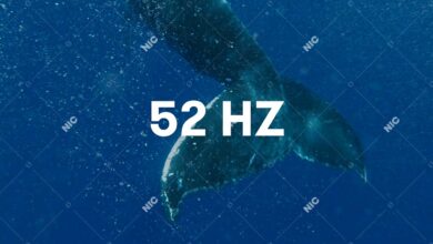 Photo of Sokół – 52Hz (Official Audio)