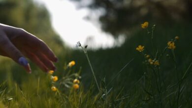 Photo of Kinny Zimmer – Jestem kwiatkiem