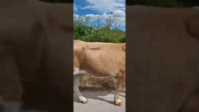 Photo of #shorts Siemasz BYKU …