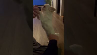 Photo of Wyczesany piesek #shorts #biały_pies