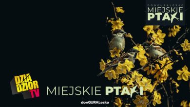 Photo of DGE – MIEJSKIE PTAKI (prod. kbbeatz) [MIEJSKIE PTAKI]