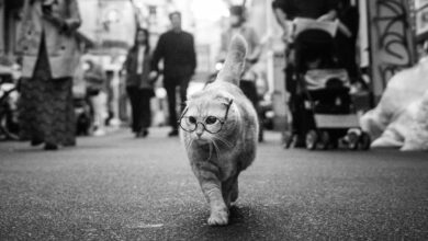 Photo of Dwa Sławy – Czarne ciuchy, białe koty