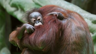 Photo of Website Homepage Video