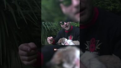 Photo of TOP5 najczęściej słuchanych numerów na kanale Step Records