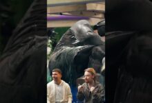 Photo of WPADŁ PO USZY